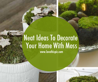 Neat Ideas To Decorate Your Home With Moss