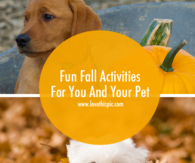 Fun Fall Activities For You And Your Pet