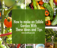 How to make an Edible Garden With These Ideas and Tips