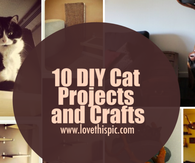 10 DIY Cat Projects and Crafts