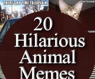 20 Hilarious Animal Memes