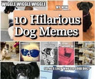 10 Funniest Dog Memes