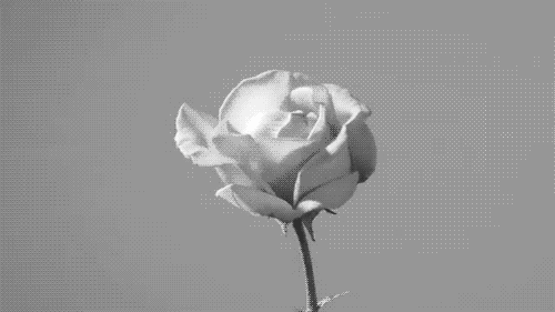 Budding Rose