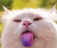 Cat licking snow cone 