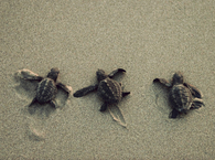 Turtles