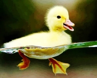 Swimming ducky