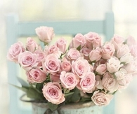 Pink roses