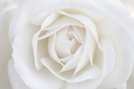 White rose