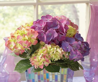 Pretty Hydrangeas