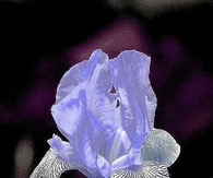 Glowing Neon Iris