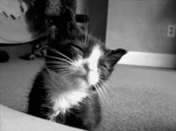 Sleepy Kitty
