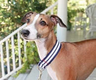 DIY Martingale Collar