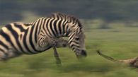 Running zebra