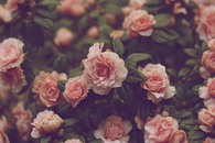 Rose garden