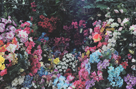 Inspiring Floral garden