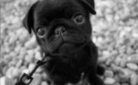 Cute Puppy