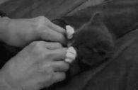 Cute kitten playing