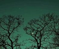 Beautiful tree