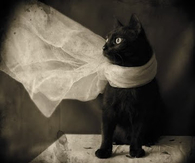 Cat scarf