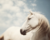 White horse