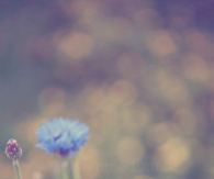 Blue cornflower