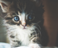 Small Kitten