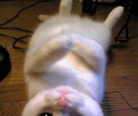 Laid Back Kitty