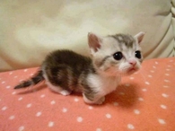 Tiny Kitten