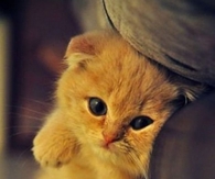Sweet Kitten