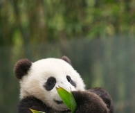 Sweet Baby Panda