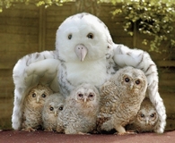 Mama Owl with her Babies