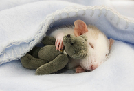 Night Night