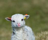 Sweet Baby Lamb