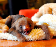 Baby Sloth