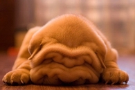 Sleeping Shar Pei