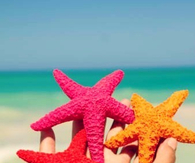 Starfishes