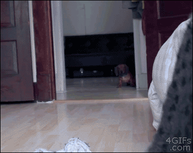 Sneaky Dog