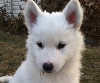 Fluffy White Puppy