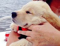 Happy Puppy