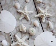 Seashells