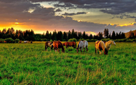 Where the horses roam