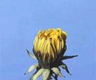Blooming Sunflower