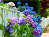 Colorful Garden Hydrangeas