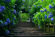Hydrangeas Along Stairs