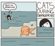Cats During Emergencies