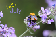 Hello July
