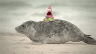 Patrick on a seal