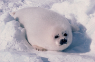 White Baby Seal