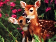 Beautiful Fawns