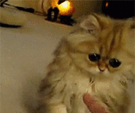 Kitty confused by poke
